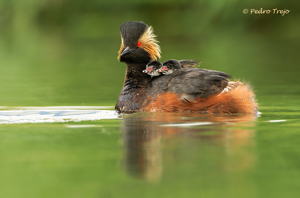 Zampullin cuellinegro (Podiceps nigricollis)